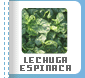 Lechuga - Espinaca