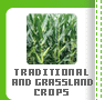 Traditional and Grassland Croops