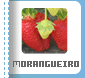 MORANGUEIRO